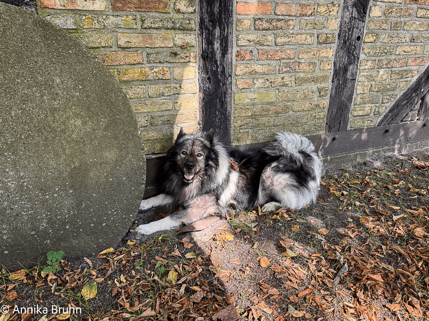 Qs fragende Gesicht darf ich dahinter buddeln